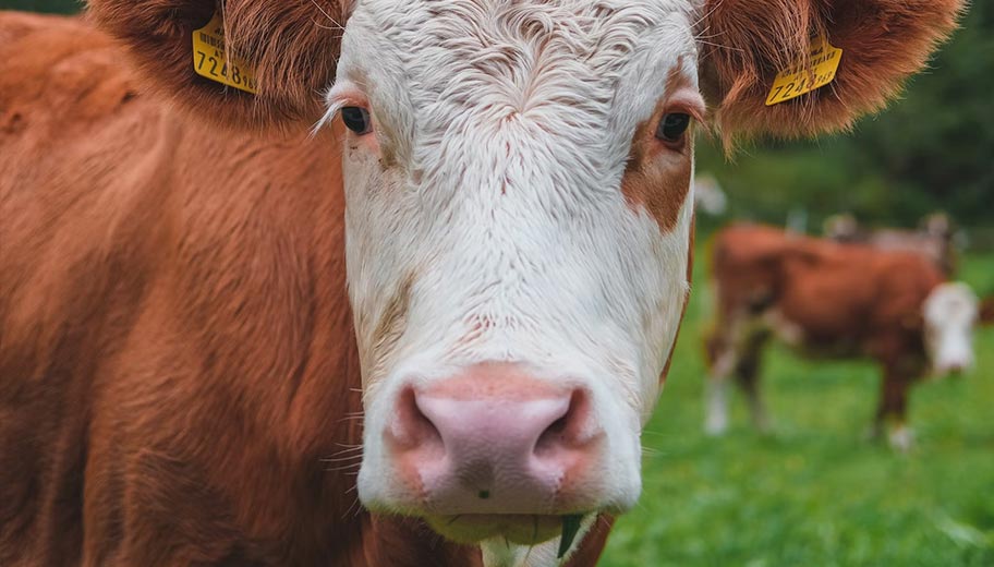 cow