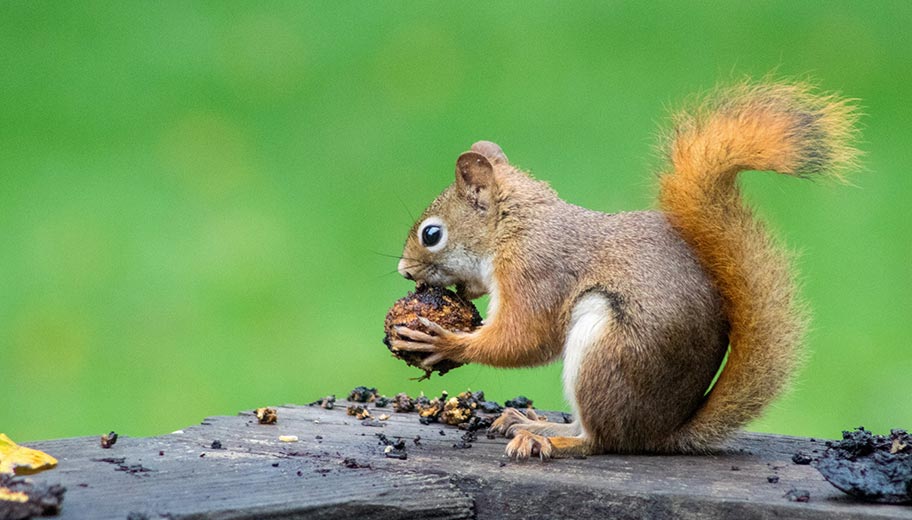squirrel