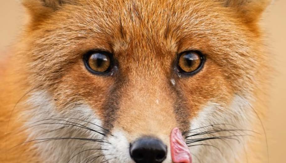 wild